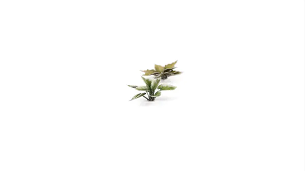 Hovedbilde Laser Plants - Plantain Lily